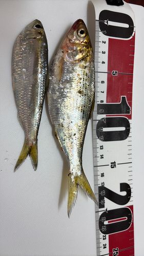 コノシロの釣果