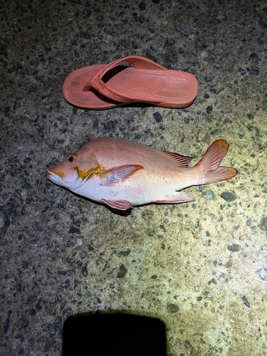 ヒメフエダイの釣果