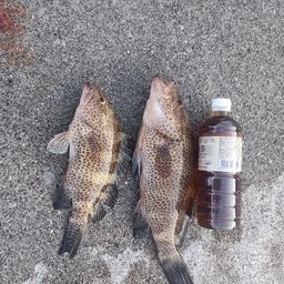 オオモンハタ
