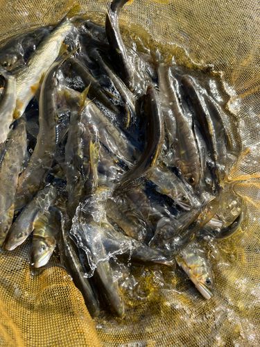 アユの釣果