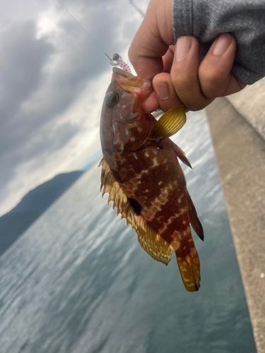 キジハタの釣果