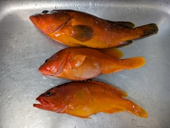 アカハタの釣果