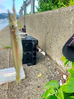 カマスの釣果