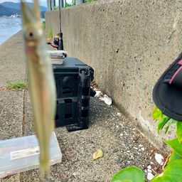 カマス