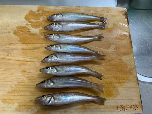 キスの釣果