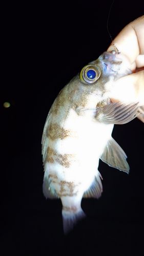 メバルの釣果