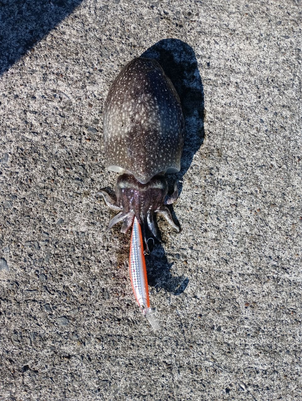 コウイカ