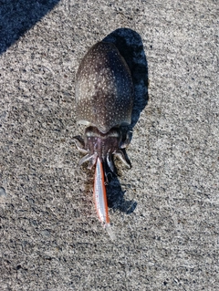 コウイカの釣果