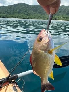 フエダイの釣果
