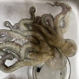 タコ