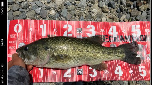 ブラックバスの釣果