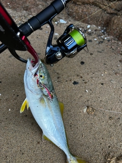 ワカシの釣果