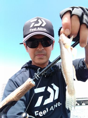 ハゼの釣果