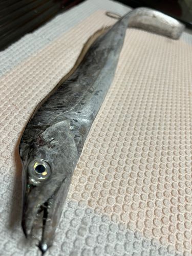 タチウオの釣果
