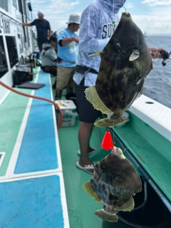 カワハギの釣果