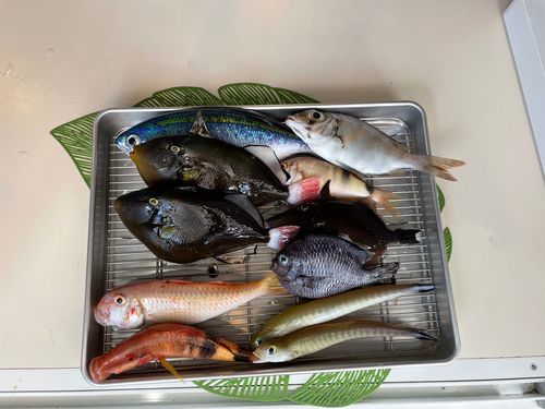 グルクンの釣果