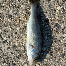 セイゴ（ヒラスズキ）