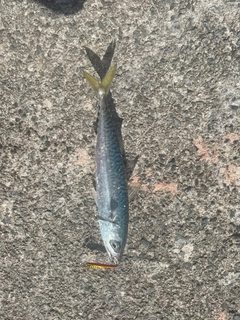 サバの釣果