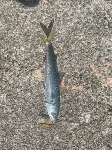 サバ