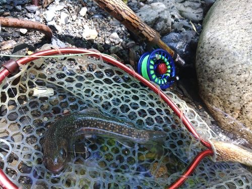 イワナの釣果