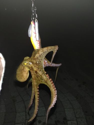 タコの釣果