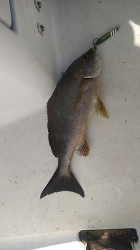 イサキの釣果