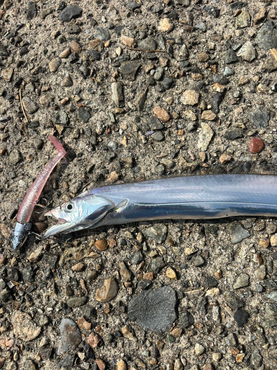 タチウオ