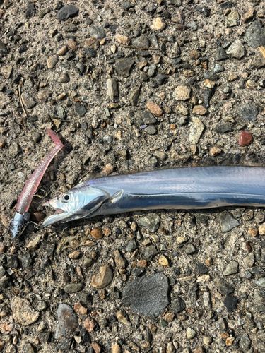 タチウオの釣果