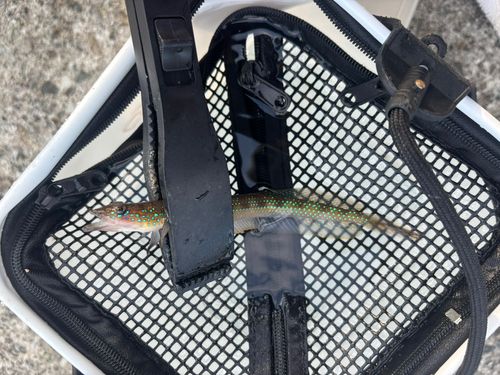 ホシノエソの釣果