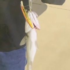 セイゴ（マルスズキ）の釣果