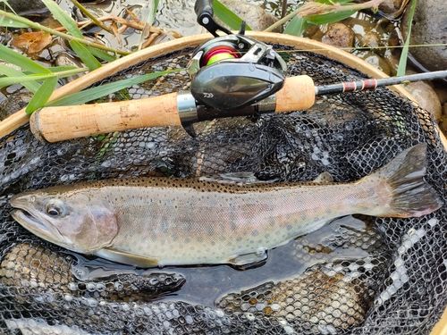 ヤマメの釣果