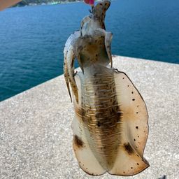 アオリイカ
