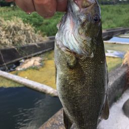 スモールマウスバス