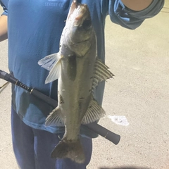 セイゴ（マルスズキ）の釣果