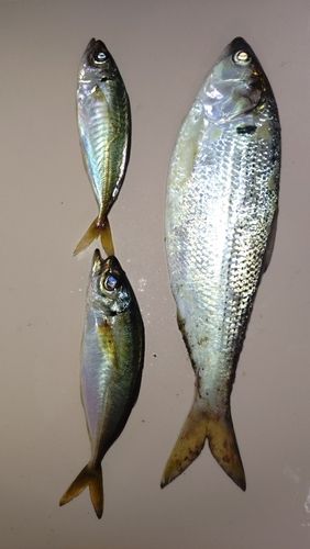 コノシロの釣果