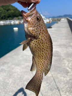 オオモンハタの釣果