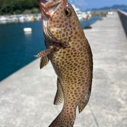 オオモンハタ