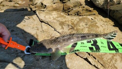 マゴチの釣果