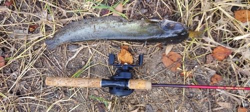 ナマズの釣果