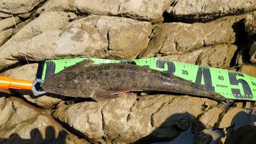 マゴチの釣果