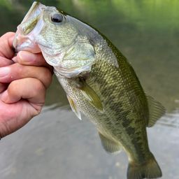 ラージマウスバス