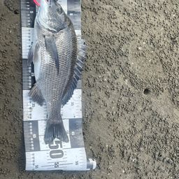 クロダイ