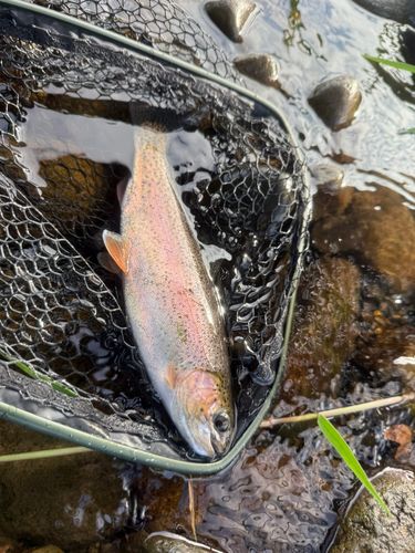 ニジマスの釣果