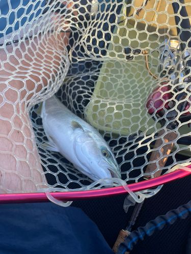 ヒラマサの釣果