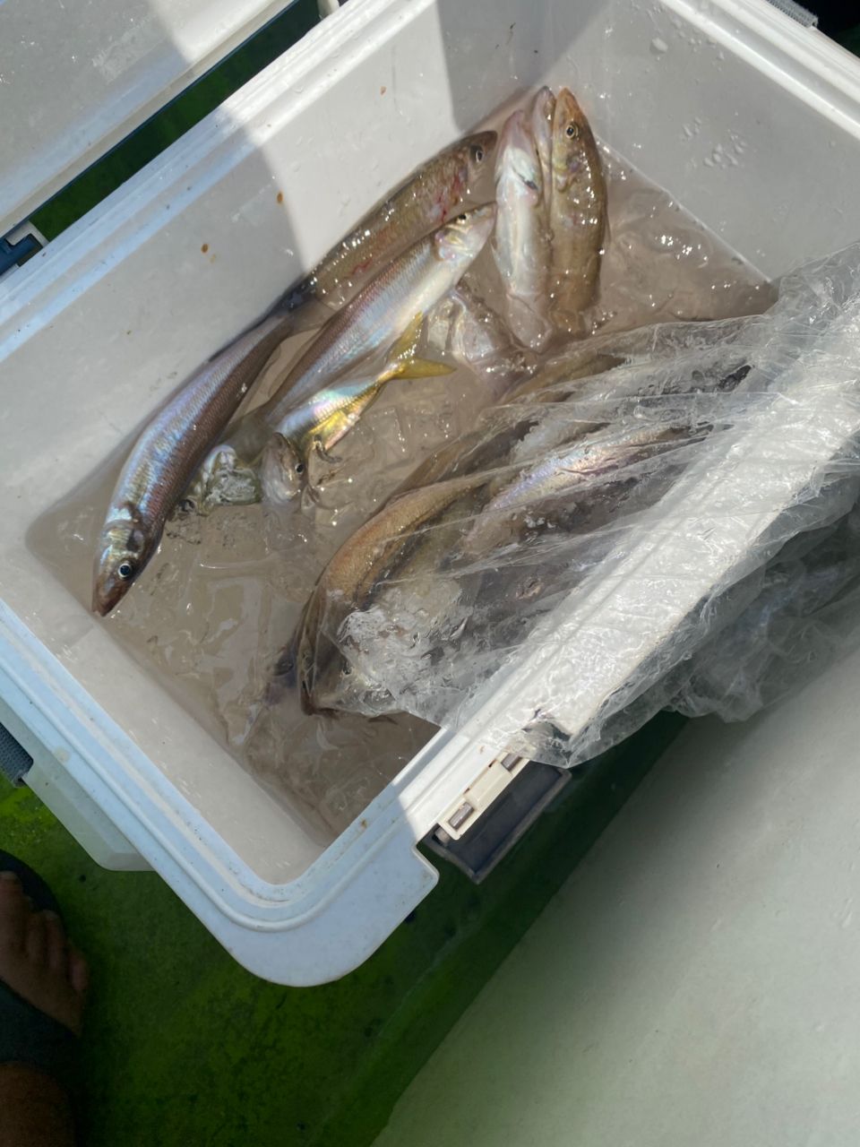 メッキしゅんさんの釣果 2枚目の画像