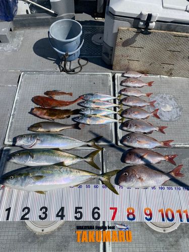 タイの釣果