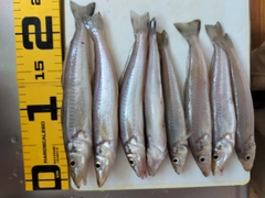キスの釣果