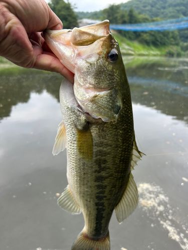ラージマウスバスの釣果
