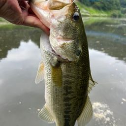 ラージマウスバス