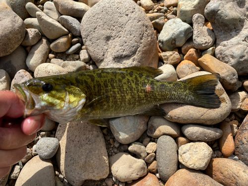 スモールマウスバスの釣果